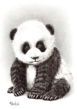 Rysunek ołówek/carbon -Mała panda- Ksero A4