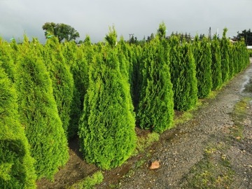 Tuja szmaragd 180-200cm tuje szmaragdowe thuja 