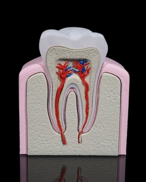 Budowa zęba implant dentystyczny kanały korzeniowe