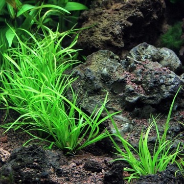 Juncus repens do każdego akwarium, nie wymaga CO2