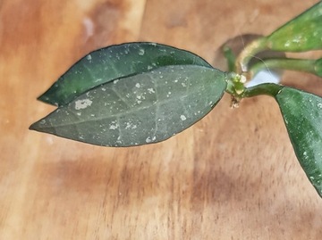 Hoya Lacunosa NN - cięta sadzonka 
