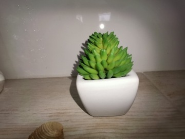 Roślina stuczna Succulent w donicy 8 cm, Nowy