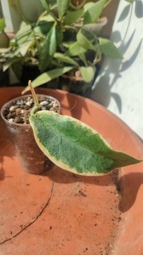 Hoya archboldiana variegata ukorzeniona 