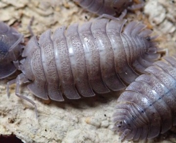 Porcellio spatulatus