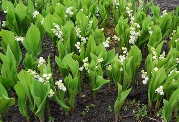 Konwalia majowa - Convallaria Majalis 