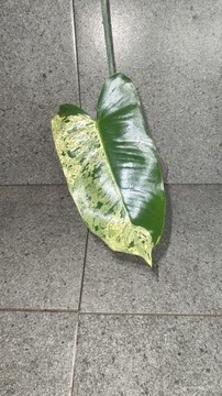 Philodendron burle Marx mint 