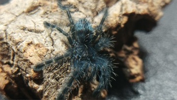 Caribena versicolor L1 x5 NS pająk/ptasznik