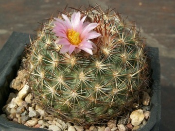 Pediocactus simpsonii v. minor RP 106 - 10 nasion