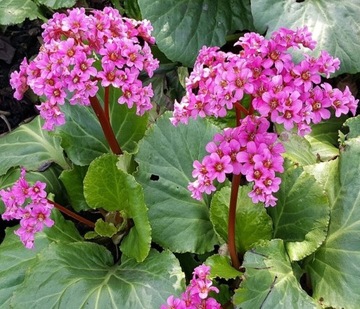 Bergenia sercolistna sadzonka