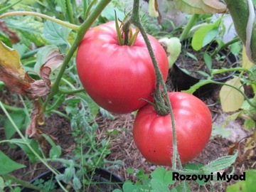 Rozovyi Myod - nasiona kolekcjonerskie pomidora