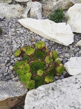 Rojnik Sempervivum furseorum ex ATAKOY PH8046 