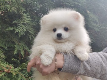 Pomeranian szpic miniaturowy 