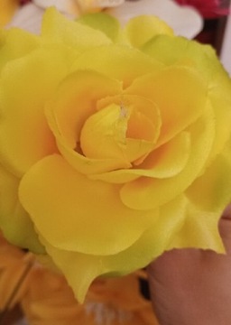 Róża żółta 