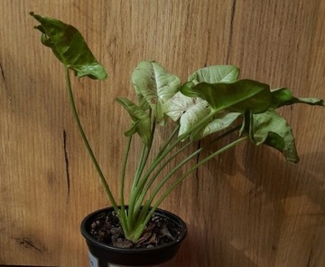 Syngonium milk confetti