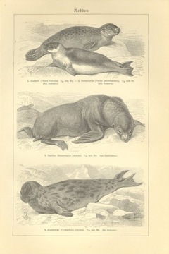 Zwierzęta cz. 3   oryginalne XIX w. grafiki