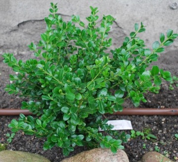 Bukszpan 'Fleur de Lys' - Buxus 'Fleur de Lys' 011