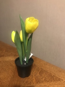 Tulipany gumowe w doniczce