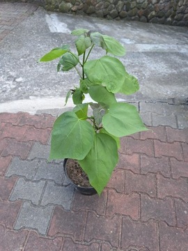 Surmia bignoniowa (katalpa) - Catalpa bignonioides