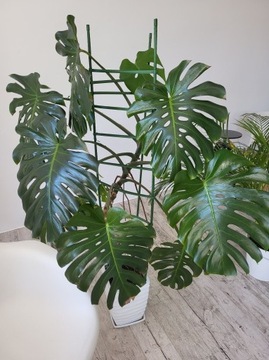 Monstera duża 170cm