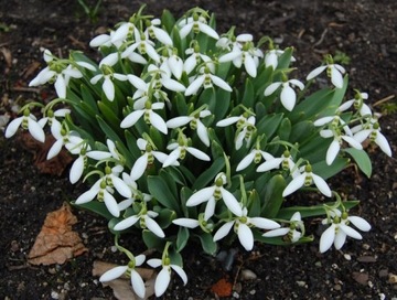 Przebiśnieg - Śnieżyczka - (Galanthus Elwesii)