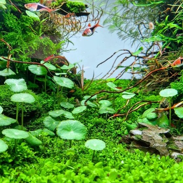 Hydrocotyle vulgaris - wąkrotka zwyczajna - łatwa