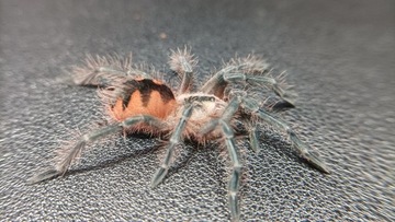 Pamphobeteus sp. Machala L3 NS pająk/ptasznik