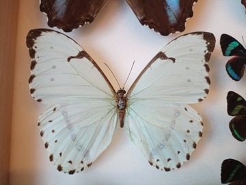 Morpho epistrophus M ??