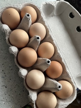 Wiejskie świeże jajka