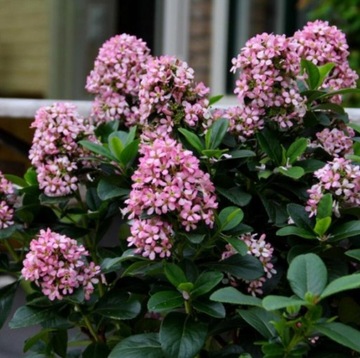 Eskalonia pink elle  , Pernettya chilijska 