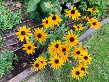 Rudbekia sadzonki kwiaty żółte wieloletnie
