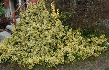 Trzmielina Fortune'a 'Gold Tip' Euonymus 20