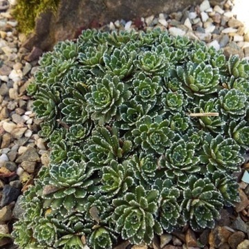 Skalnica / Saxifraga Fawlty Towers