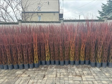 Wierzba pleciona salix  160-180 cm  54 zł 