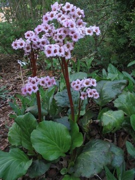 BERGENIA SERCOWATA - na rabaty i skalniaki