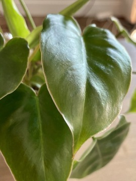 Philodendron burle marx