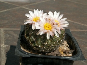 Pediocactus simpsonii ssp. bensoni SB 930 - 10 n.