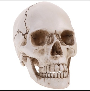 Ludzka czaszka z ruchomymi zębami nauka anatomii i dekoracja