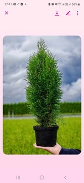 Thuja ( Tuja ) Szmaragd 60-80 cm Tuje