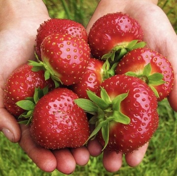 Sadzonki truskawek Frigo 10 szt Wysokiej jakość A