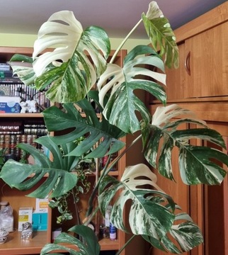 Monstera deliciosa variegata 