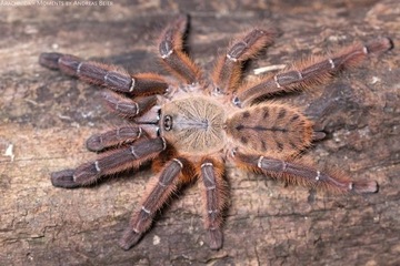 Phormingochilus sp. Rufus 2-2.5 dc samica