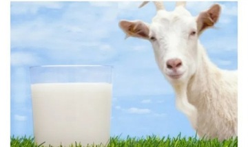Mleko kozie ekologiczne standardy