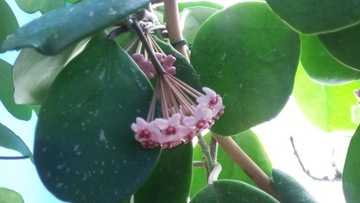 Hoya obovata silver splash dobrze ukorzeniona 