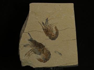 Krewetka CARPOPENAEUS CALLIROSTRIS