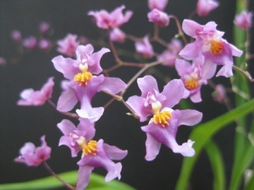 Pachnący storczyk Oncidium sotoanum