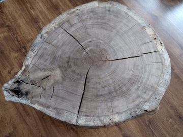 Plaster drzewa DĄB duży na stolik 73x62, suchy