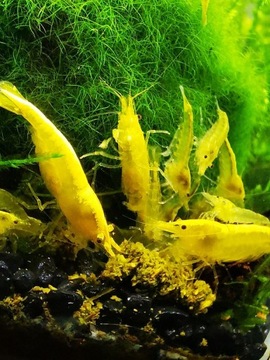 Krewetki Neocaridina Yellow Neon 10 sztuk 