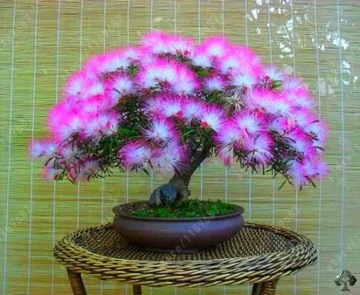 Albicja jedwabista rosea sadzonka na bonsai