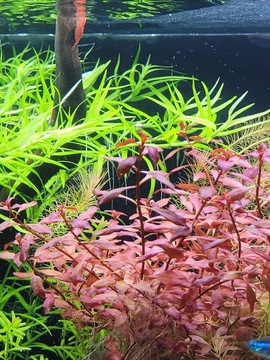 Zestaw roślin Ludwigia Red + Heteranthera