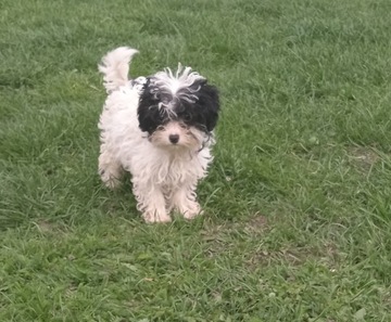 Yorkipoo jak maltopoo maleńka laleczka z metryczką